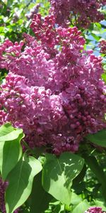 Lilas,Fleurs,Plantes