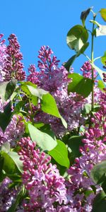 Fleurs,Lilas,Plantes