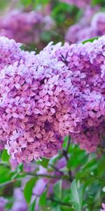 Lilas,Fleurs,Plantes