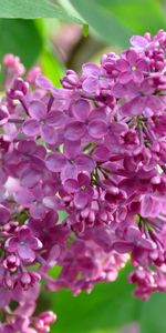 Lilas,Fleurs,Plantes