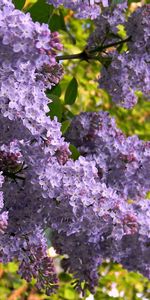 Lilas,Fleurs,Plantes