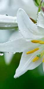 Plants,Flowers,Lilies