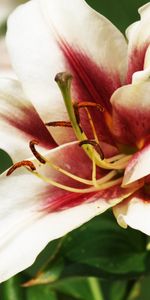 Lilies,Plantes,Fleurs