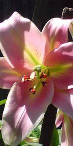 Plants,Flowers,Lilies