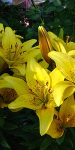 Lilies,Fleurs,Plantes