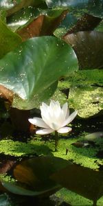 Plants,Flowers,Lilies