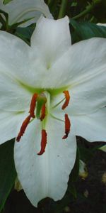 Plants,Flowers,Lilies