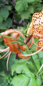 Plantas,Flores,Lirios