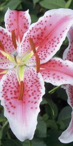 Plantes,Lilies,Fleurs