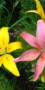 Plantes,Fleurs,Lilies