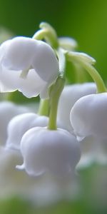 Muguet,Fleurs,Plantes