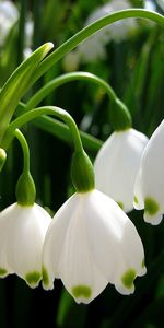 Fleurs,Plantes,Muguet