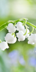 Fleurs,Plantes,Muguet