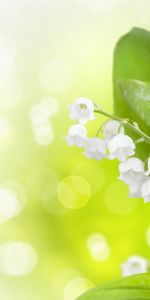 Muguet,Fleurs,Plantes