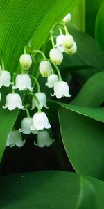 Muguet,Fleurs,Plantes