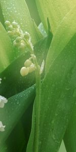 Plantes,Fleurs,Muguet