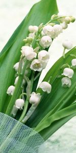 Fleurs,Plantes,Muguet