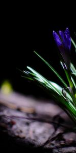 Fleurs,Plantes,Muguet