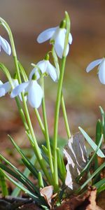 Fleurs,Plantes,Muguet