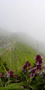 Plants,Flowers,Mountains,Landscape