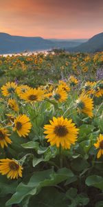 Plantes,Paysage,Fleurs,Les Champs,Tournesols,Montagnes