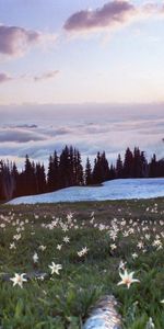 Plants,Flowers,Mountains,Snow,Landscape