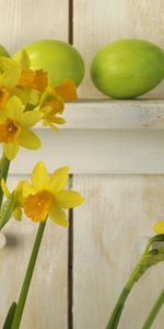 Plants,Flowers,Narcissussi