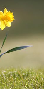 Plantas,Flores,Narcisos