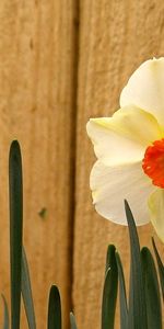 Plantas,Flores,Narcisos