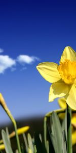 Plantas,Flores,Narcisos