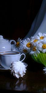 Plants,Flowers,Objects,Camomile