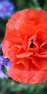 Plants,Flowers,Poppies