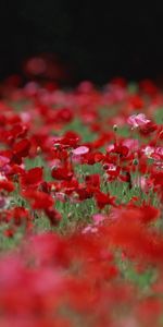 Fleurs,Plantes,Coquelicots