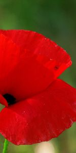 Fleurs,Plantes,Coquelicots