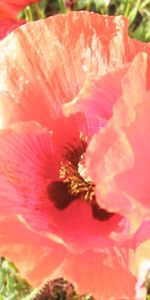 Plants,Flowers,Poppies