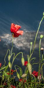 Flores,Plantas,Amapolas