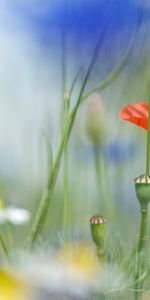 Plantas,Flores,Amapolas