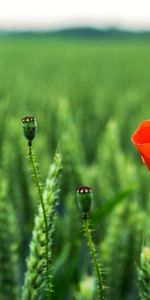 Plantas,Flores,Amapolas