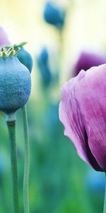 Plants,Flowers,Poppies