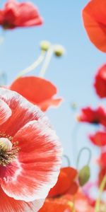 Plants,Flowers,Poppies