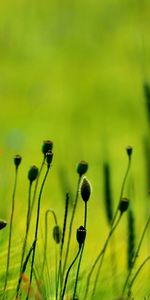 Flores,Plantas,Amapolas