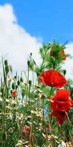 Plantas,Flores,Amapolas