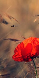 Plants,Flowers,Poppies