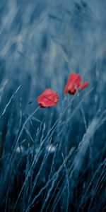 Plantas,Flores,Amapolas