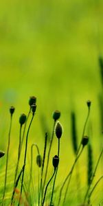 Plantas,Flores,Amapolas