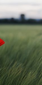 Plants,Flowers,Poppies