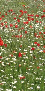 Plantas,Flores,Amapolas