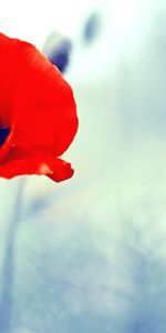 Plants,Flowers,Poppies