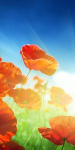 Plants,Flowers,Poppies