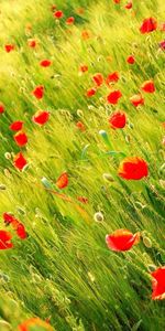 Plantes,Fleurs,Coquelicots